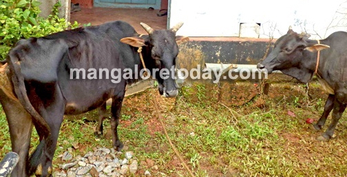 Cattle